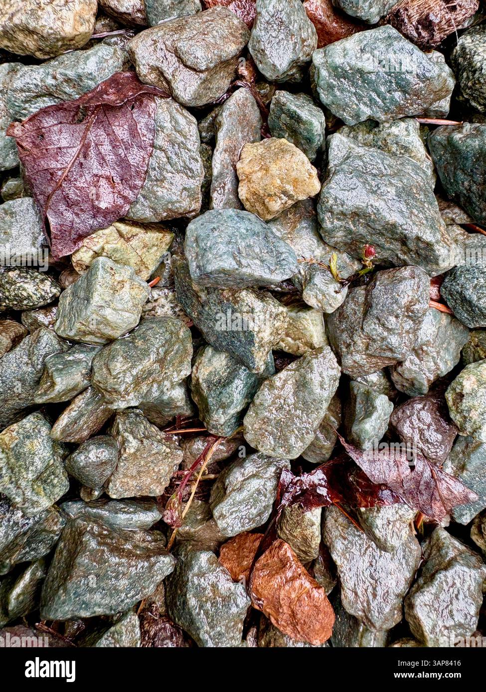 Wet Rocks with Fallen Leaves - Smartphone Captured Stock Image