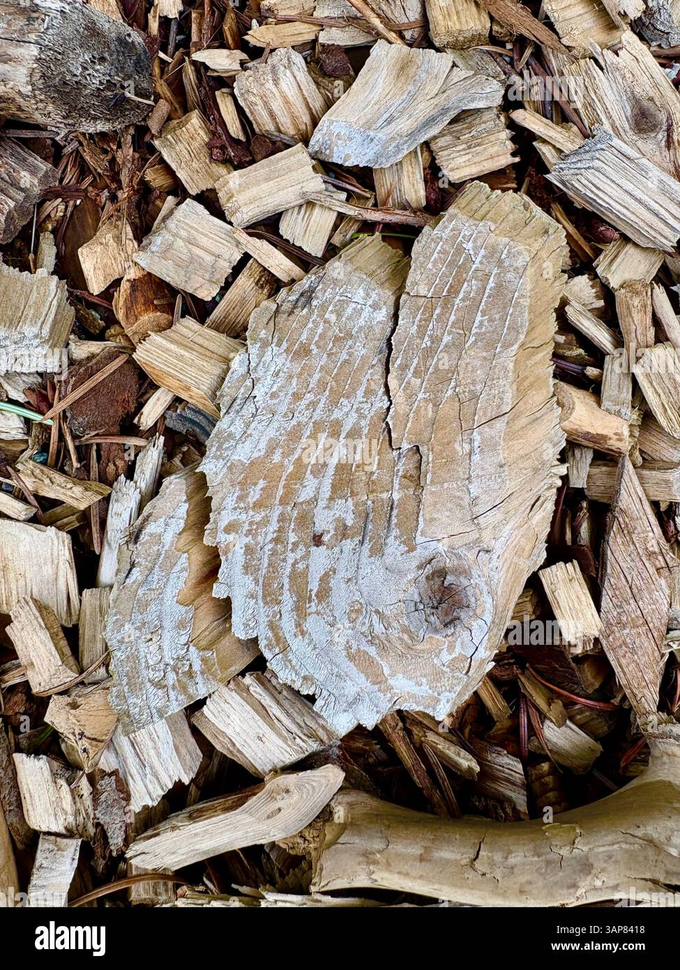 Close-Up of Weathered Wood Chips and Bark Textures - Smartphone Captured Stock Image