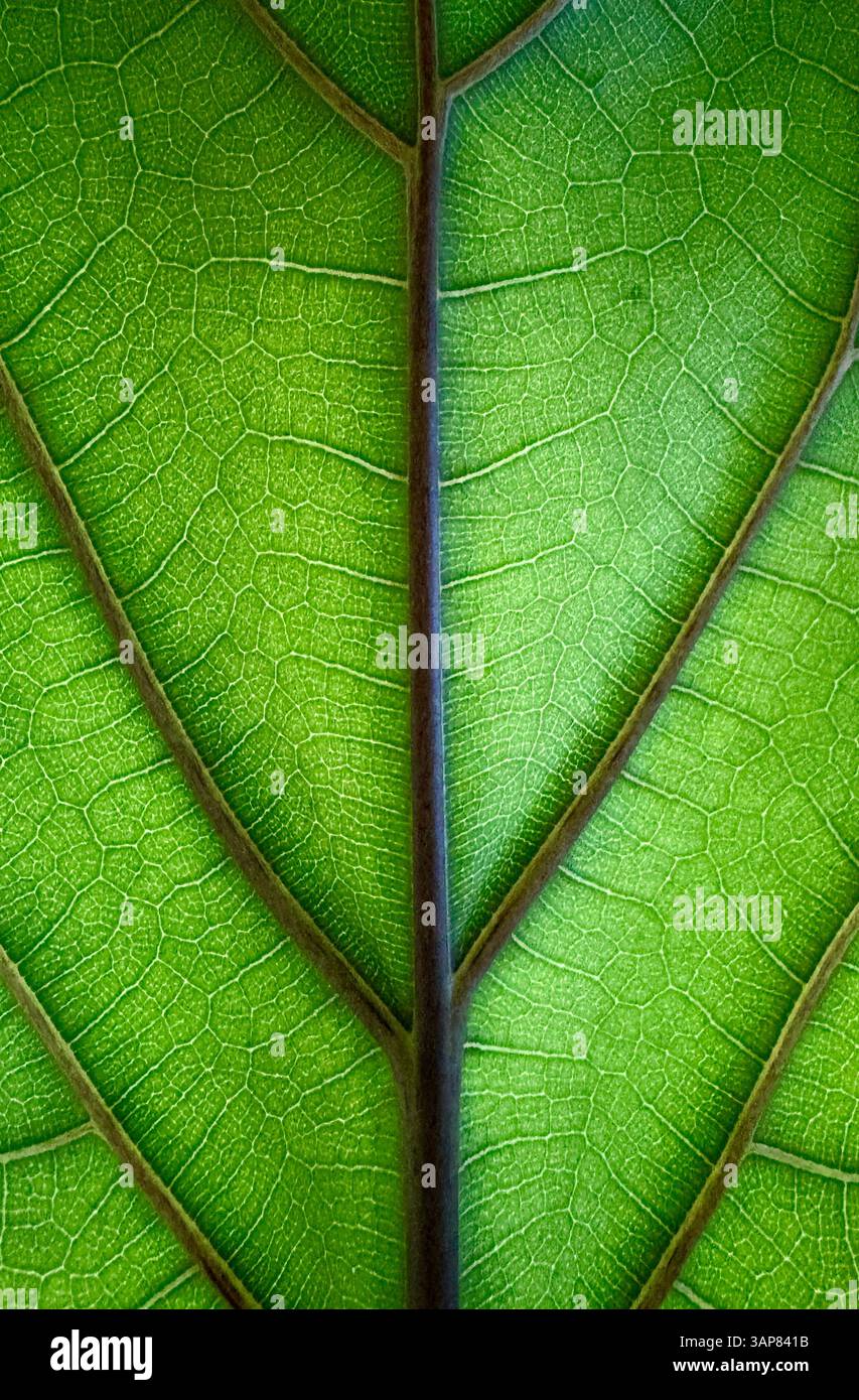 Close-Up View of Leaf Vein Structure - Smartphone Captured Stock Image