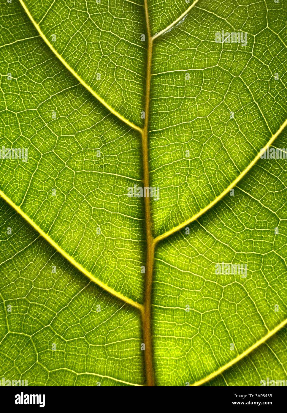 Detailed Macro Image of Leaf Veins with Golden Lighting - Smartphone Captured Stock Image