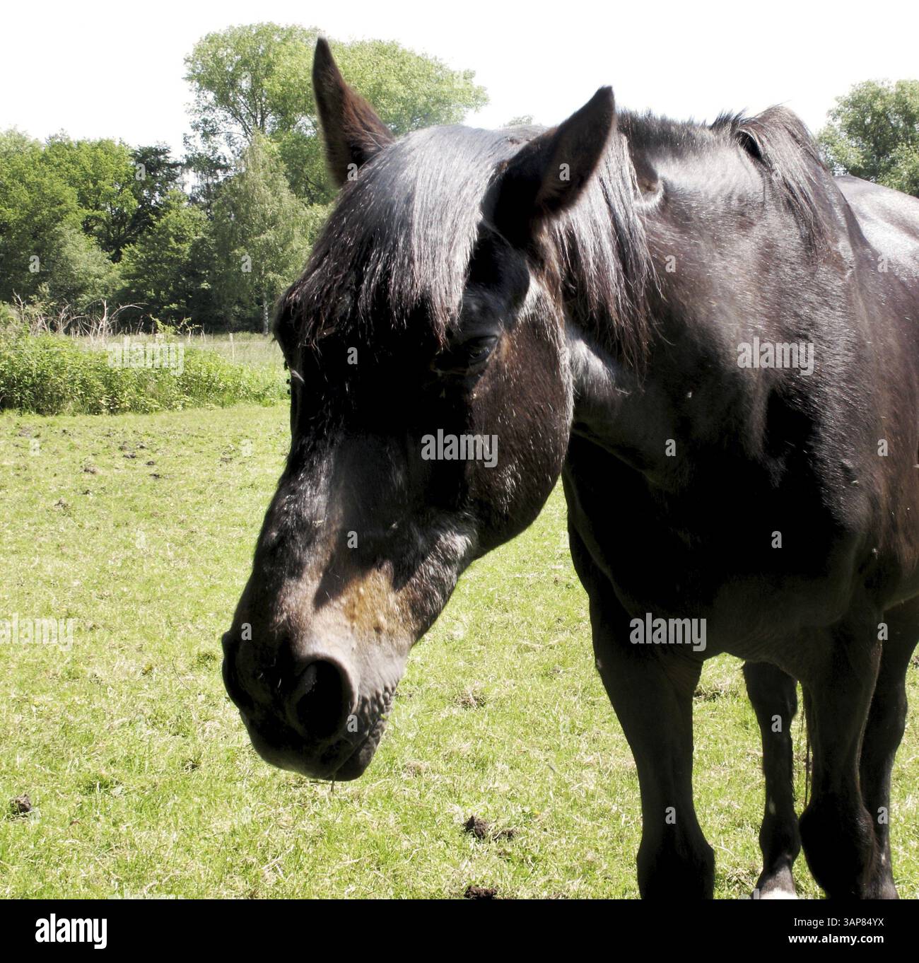 Black horse grazes on meadow hi res stock photography and images Alamy Black horse grazes on meadow hi res stock photography and images Alamy