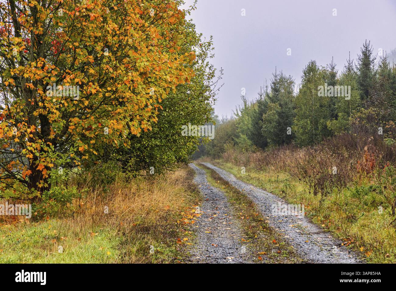 Dresses fall foliage hi-res stock photography and images - Alamy