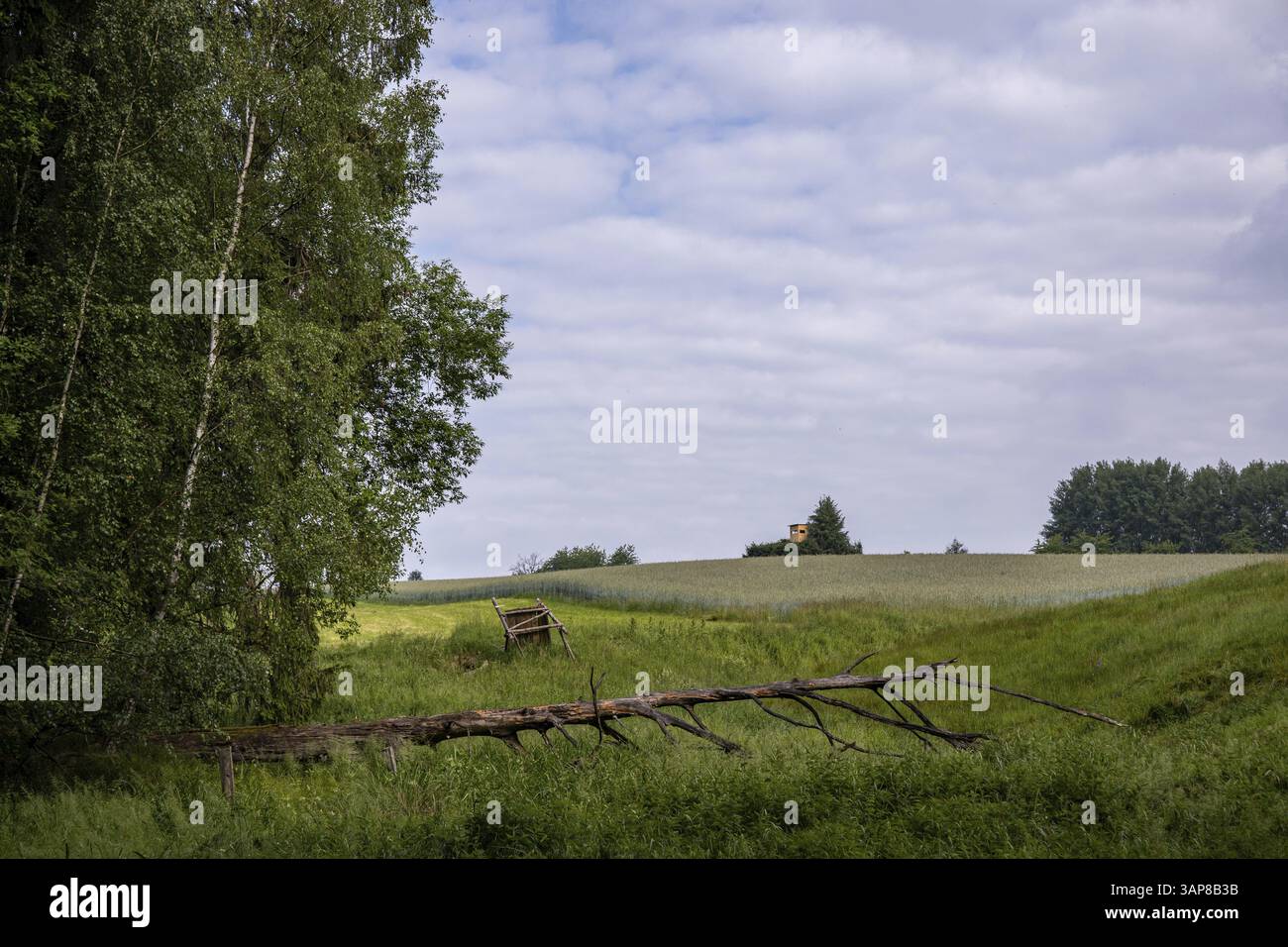 Dead fallen tree in a meadow Stock Photo