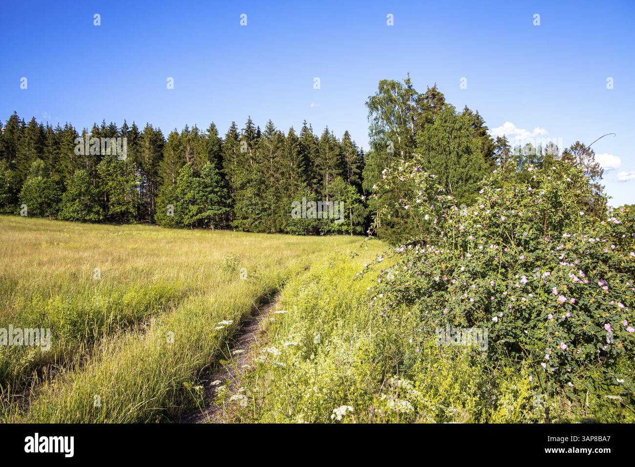 WiesenWeg hiking trail flowering meadows and fields Stock Photo - Alamy