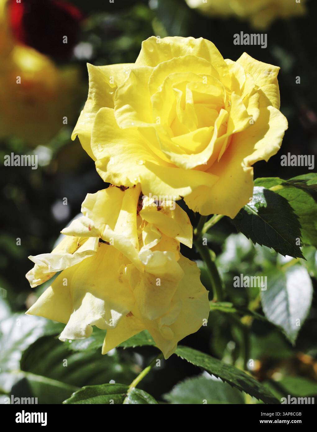 Roses bloom in sun hi-res stock photography and images - Alamy