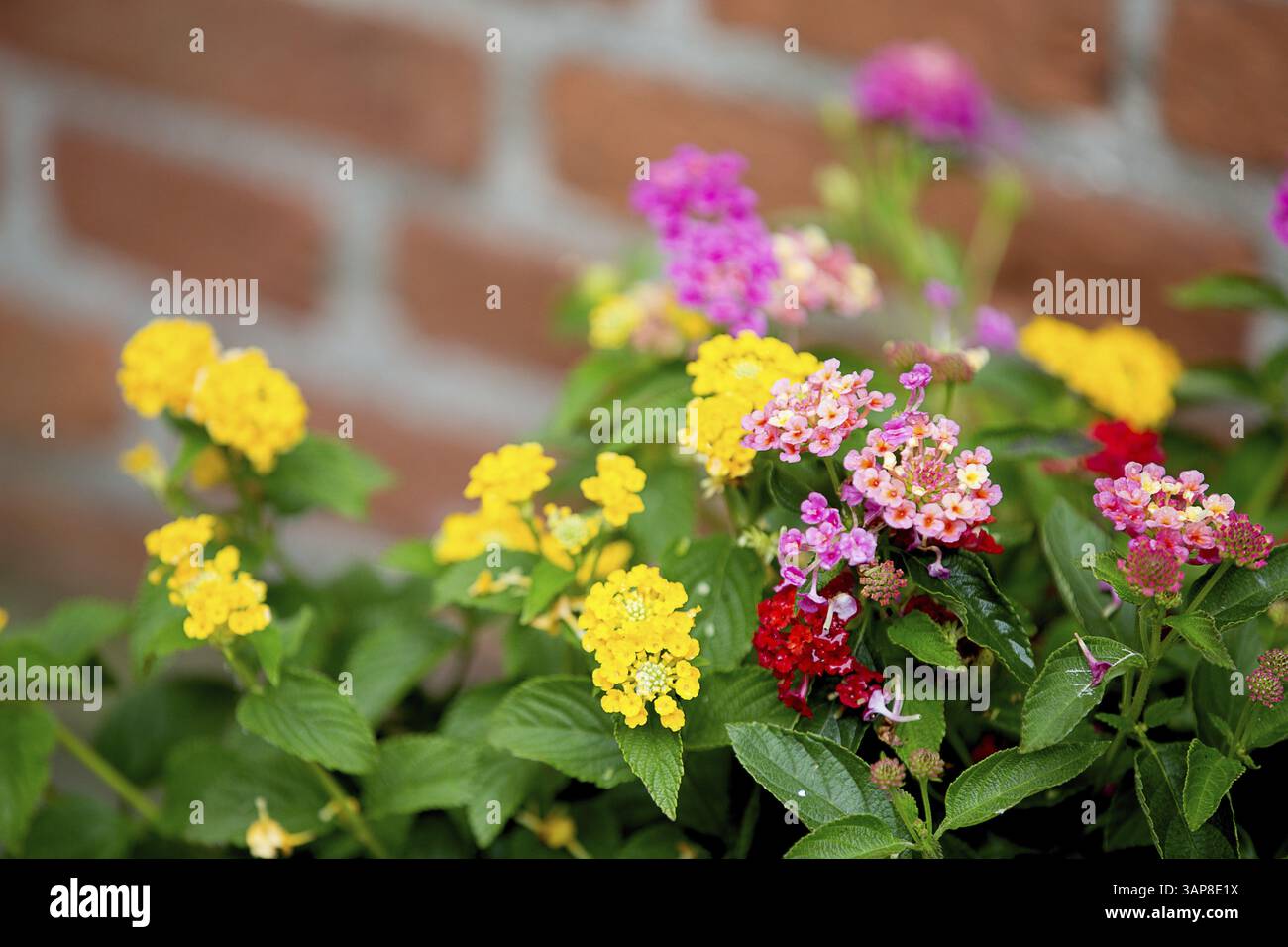 Flowers in front of a wall, 2020 Stock Photo