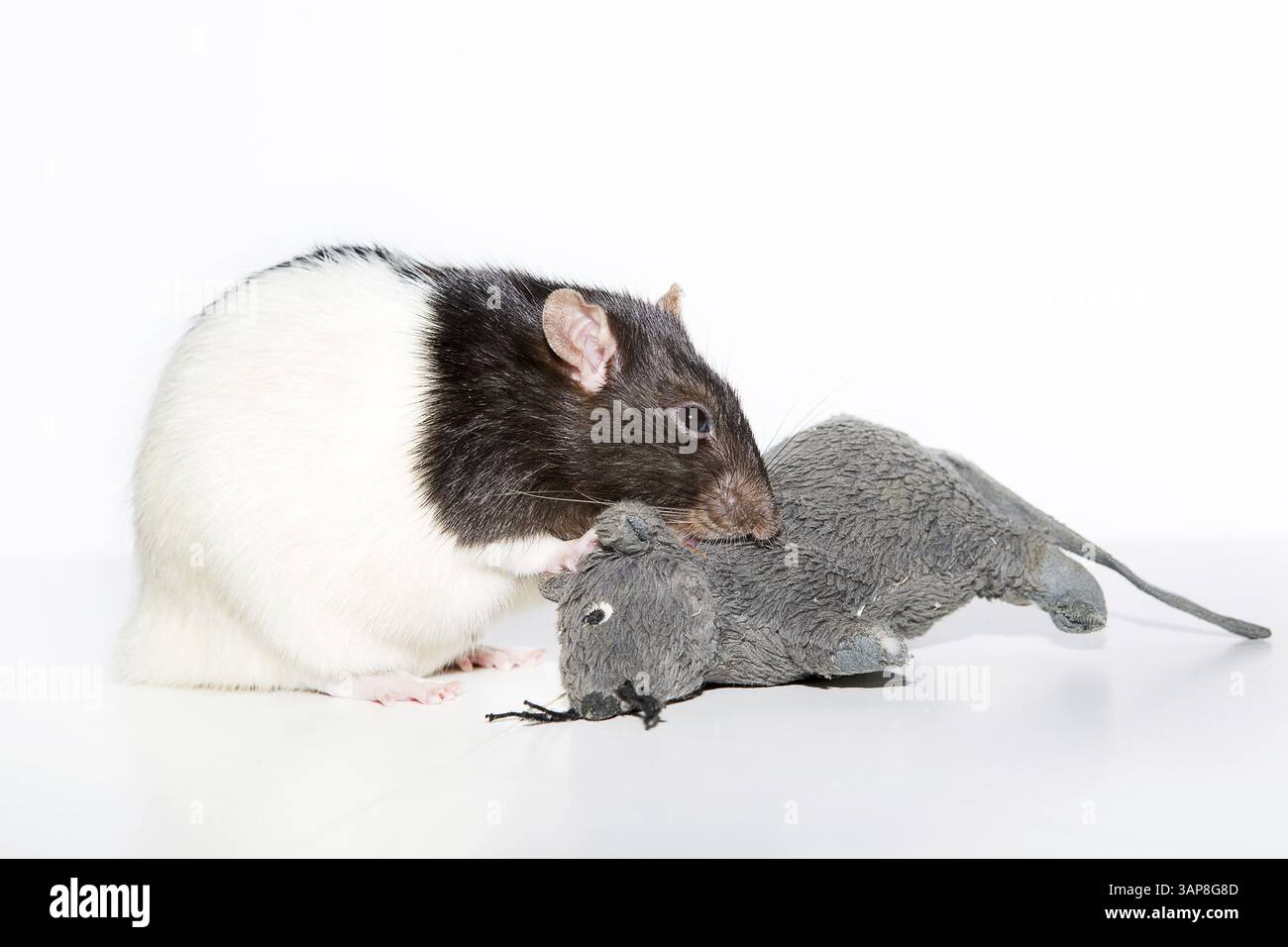 A pet rat with a soft toy rat Stock Photo