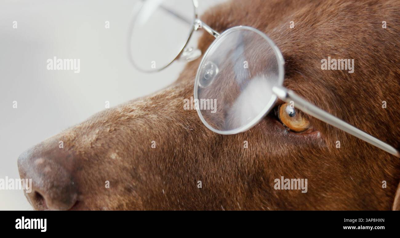 Vision Labrador Studio, closeup and dog with glasses for humor, wellness and vision to ...