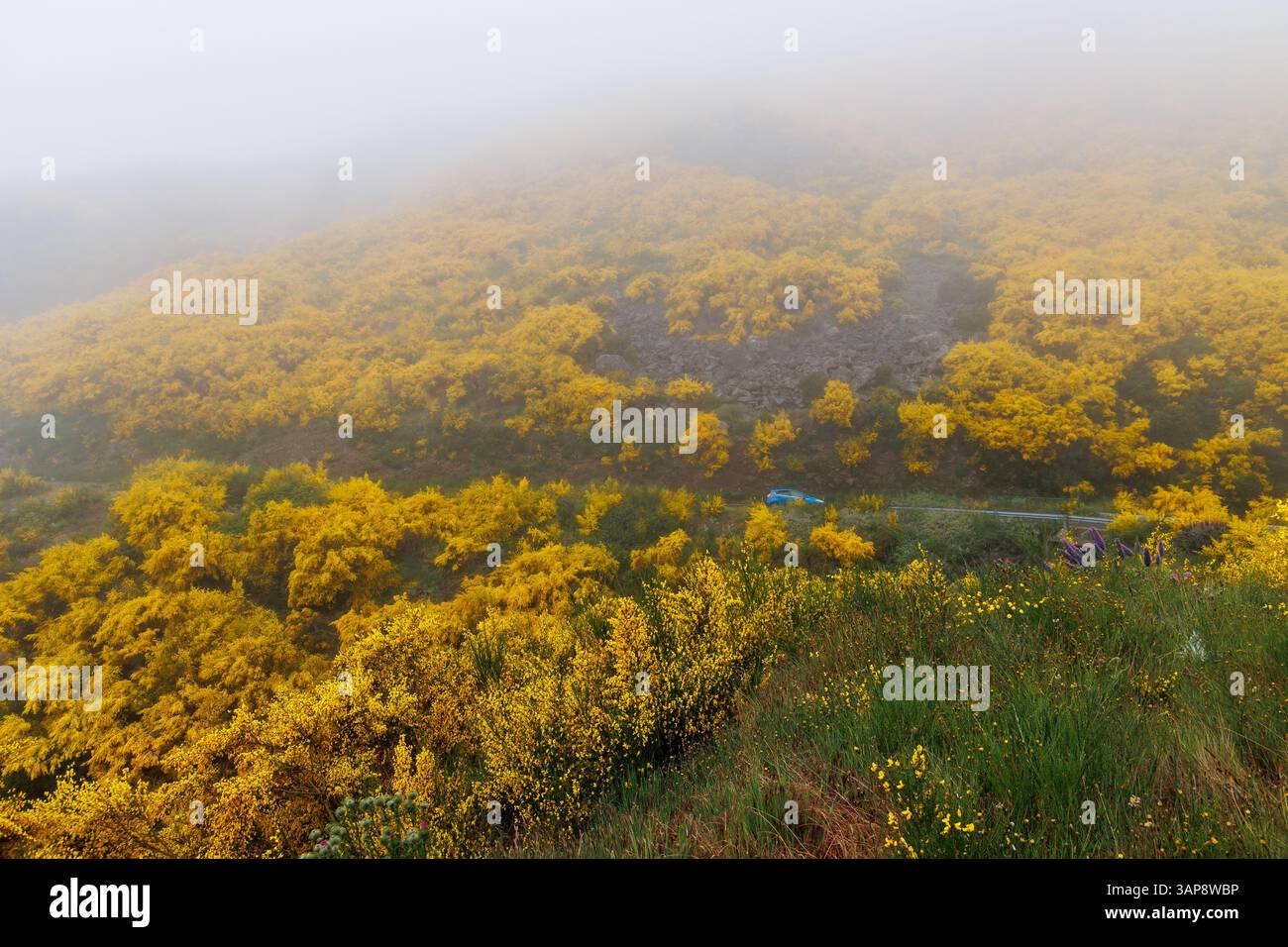 Road in the central, mountainous part of Madeira, surrounded by a flowering Madeira Broom shrubs, Portugal Stock Photo