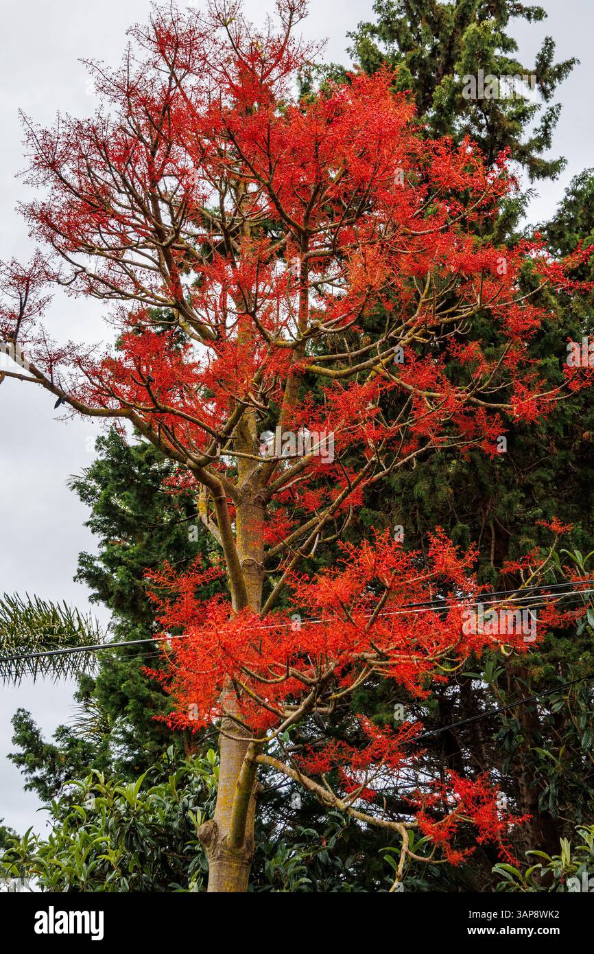 Flame tree in Santana municipality in northern coast of Madeira Island Stock Photo