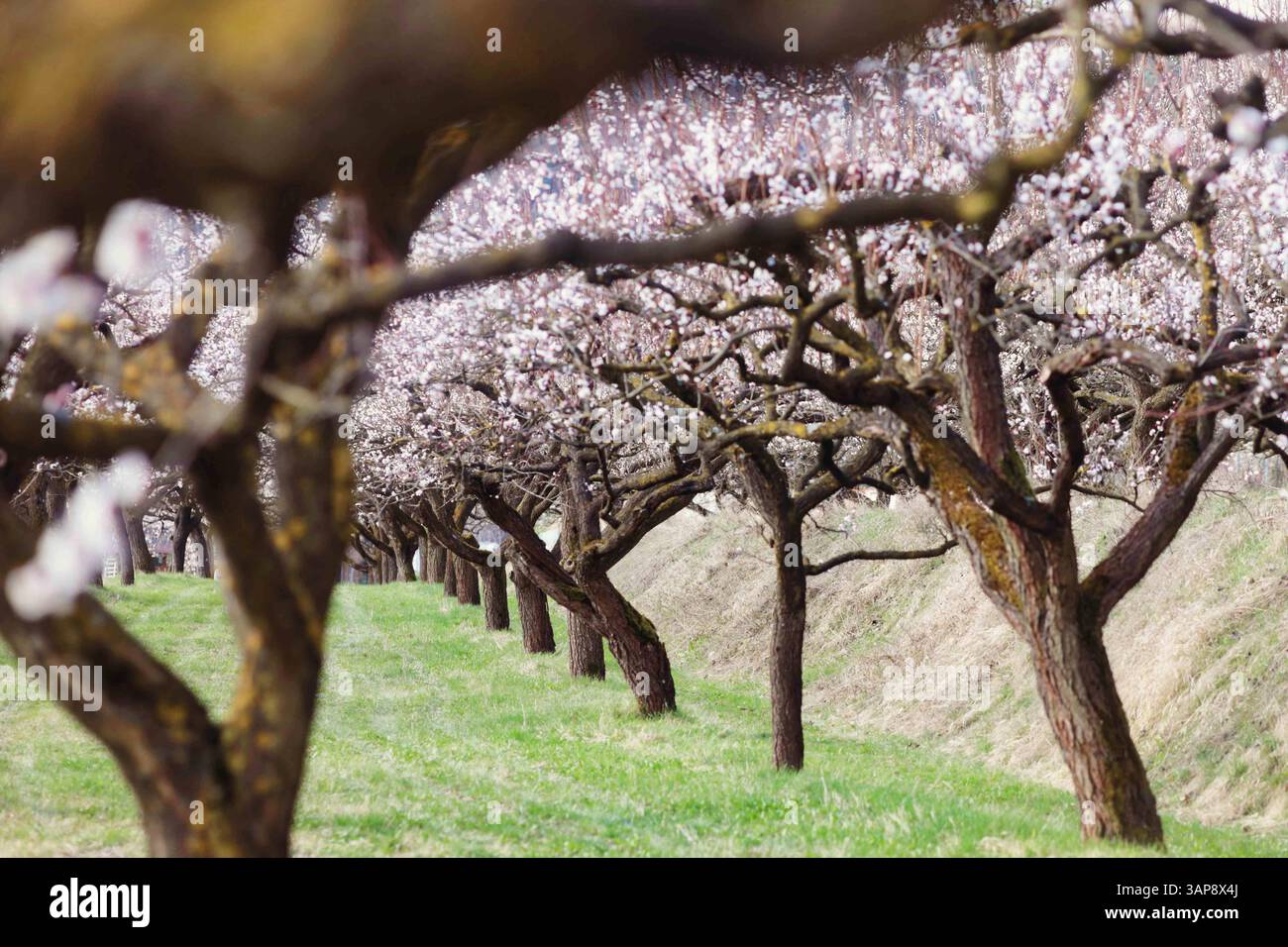16.04.2025, Linz, AUT, Unterwegs in Oberösterreich, Symbolbild ...