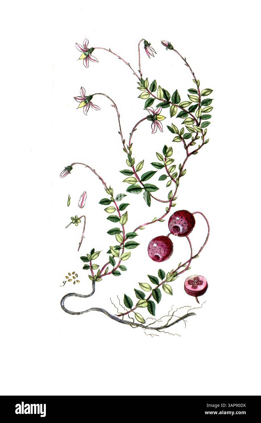 Vaccinium oxycoccos botanical illustration hi-res stock