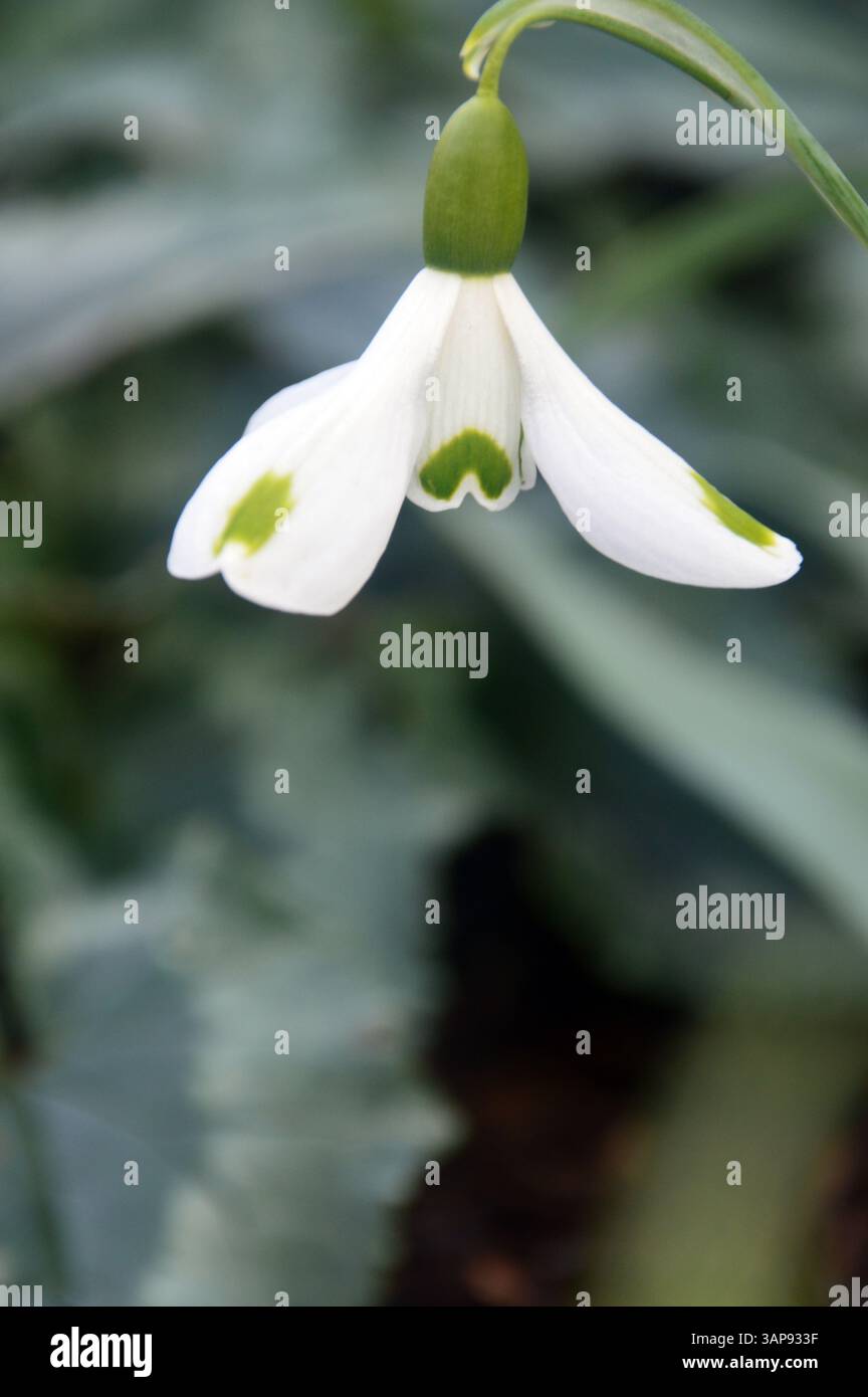 Snowdrops Rhs Single White Galanthus Elwesii 'Trumps' (Greater Snowdrop) Flower grown ...