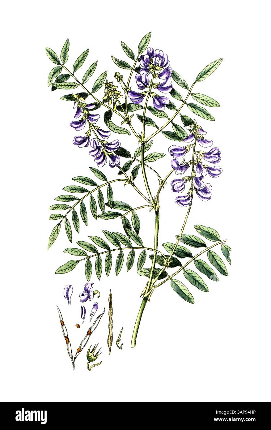 Galega officnalis, goat's rue, also known as goat's rue, goat's rue ...
