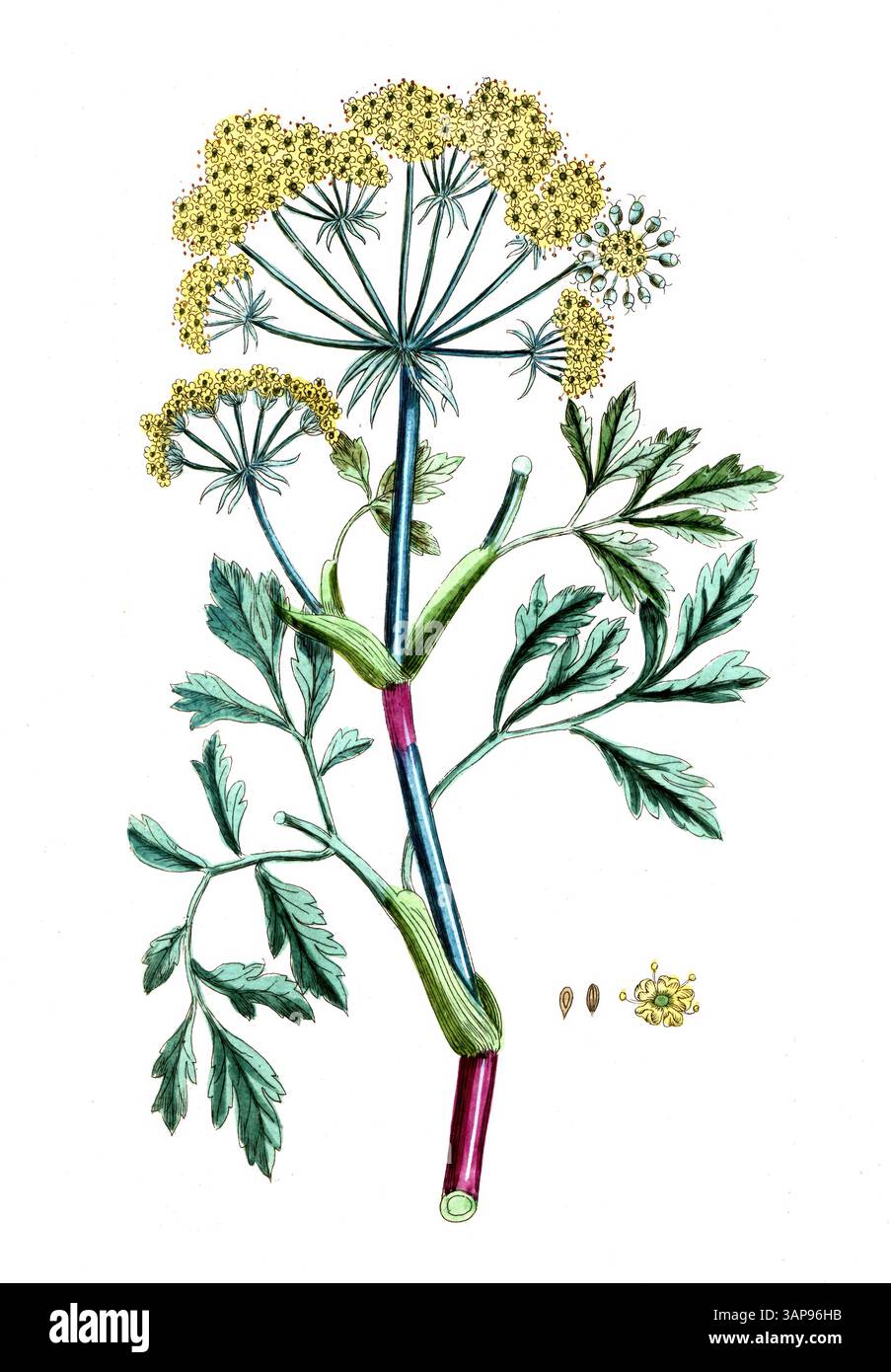 Galbanum plant hi-res stock photography and images - Alamy