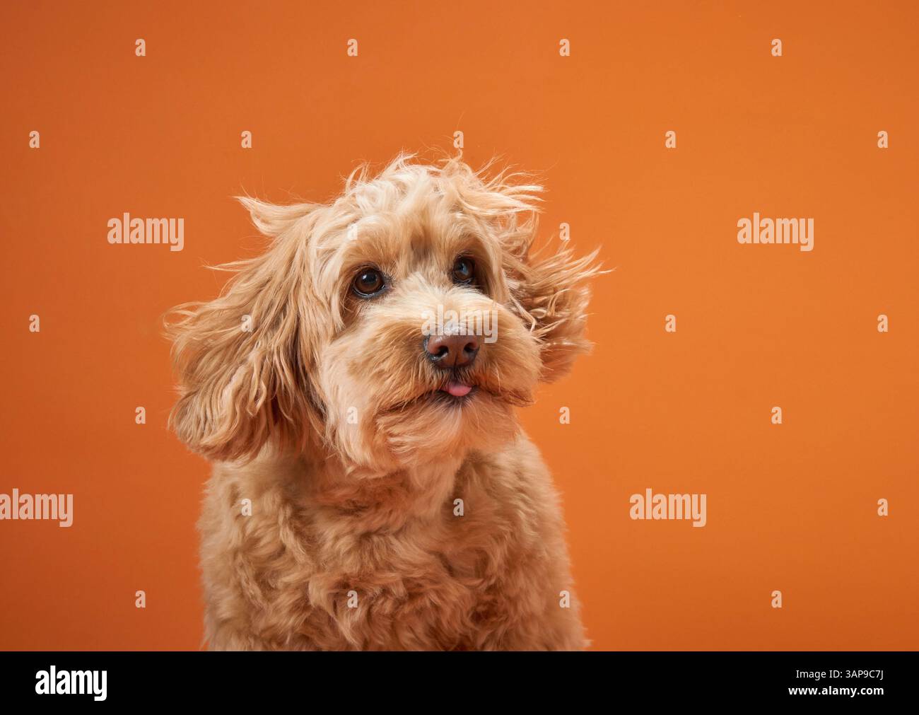 A Labradoodle with curly fur looks upward with interest, set against an orange background. Stock Photo