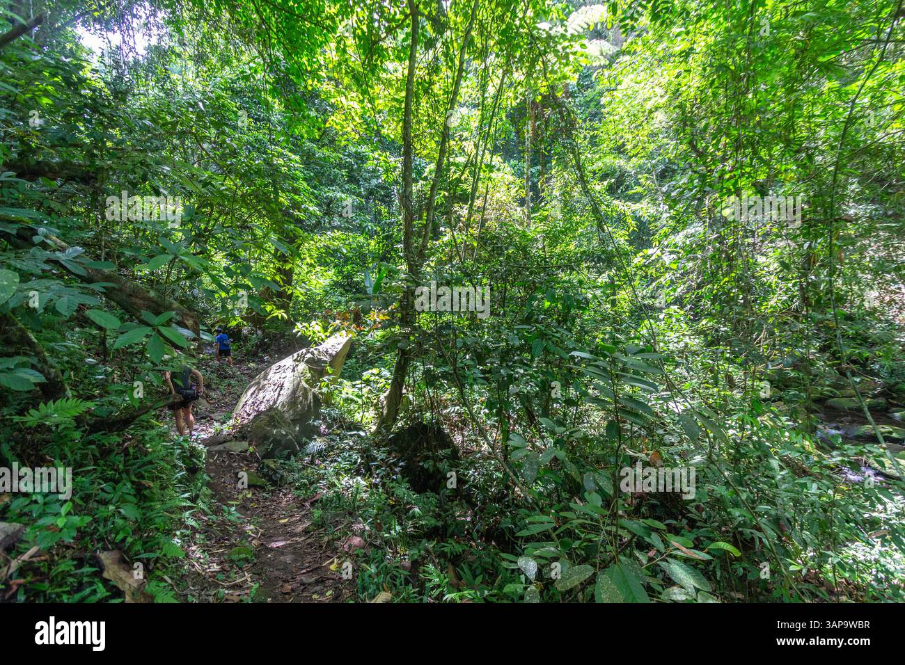 Hikers trekking through dense hi-res stock photography and images - Alamy