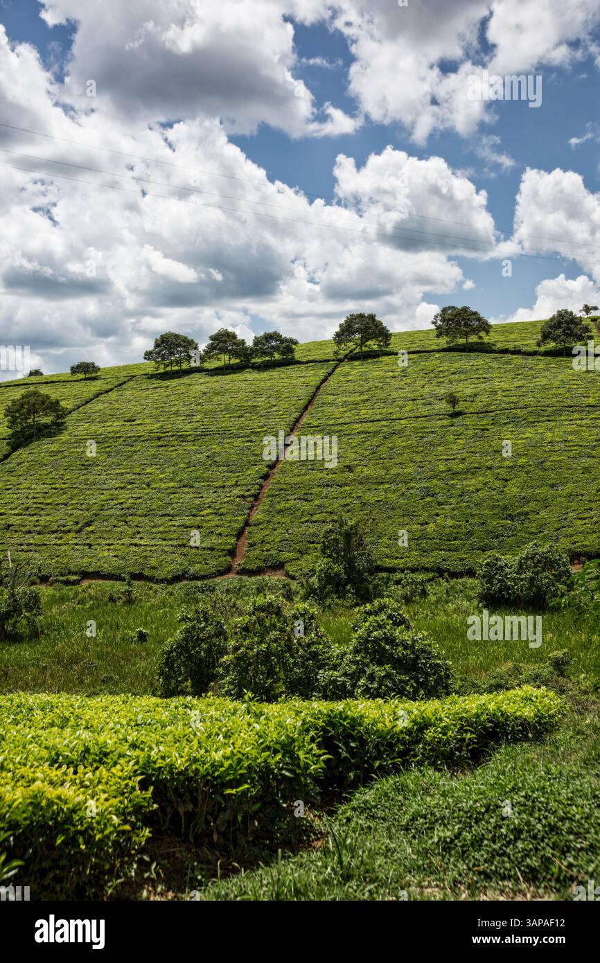 Tea plantations in Uganda, Africa Stock Photo - Alamy