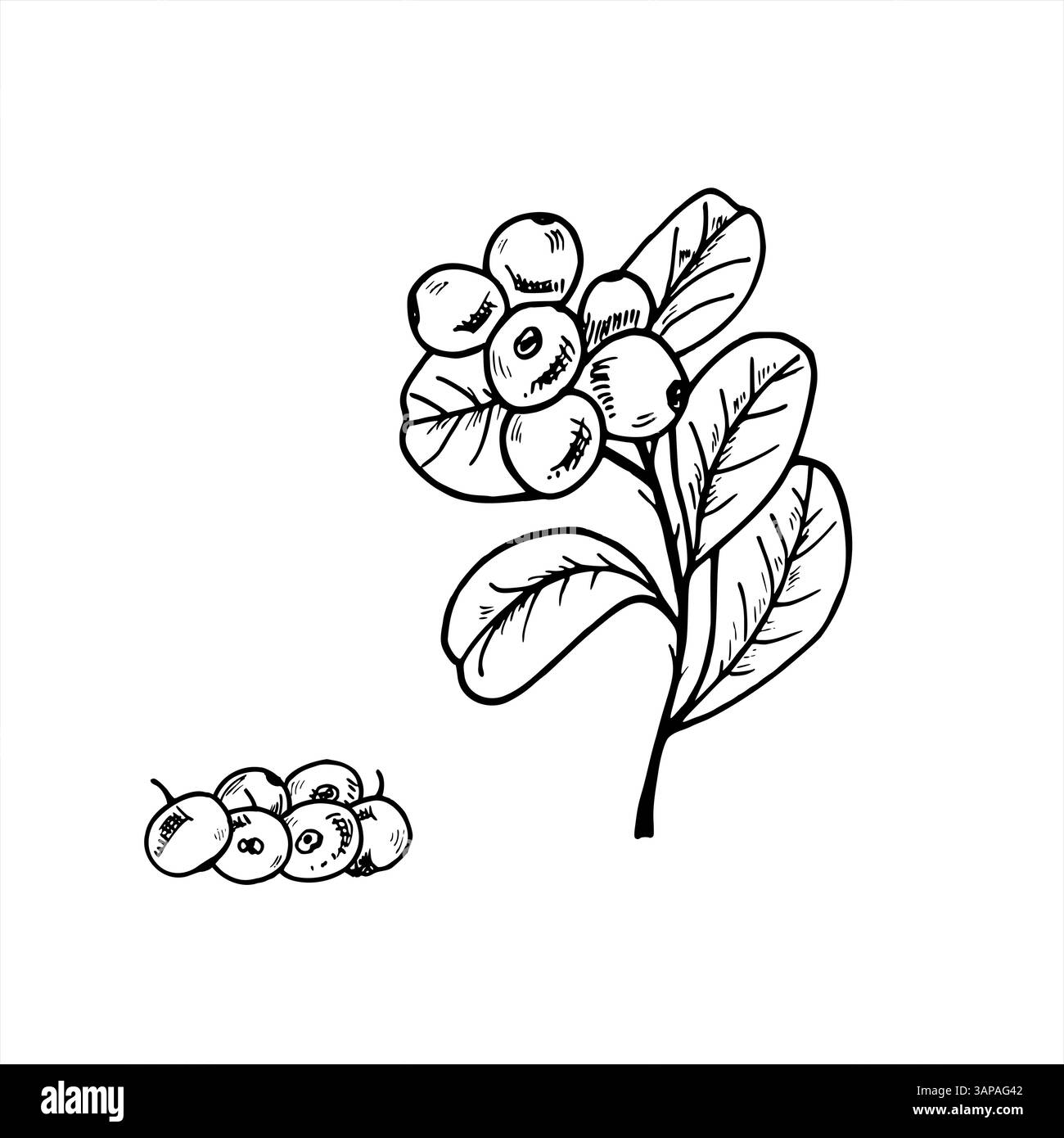 Hand drawn monochrome cranberries on branches with leaves and berries pile vector illustration. Etching drawing of summer Scandinavian forest plants Stock Vector