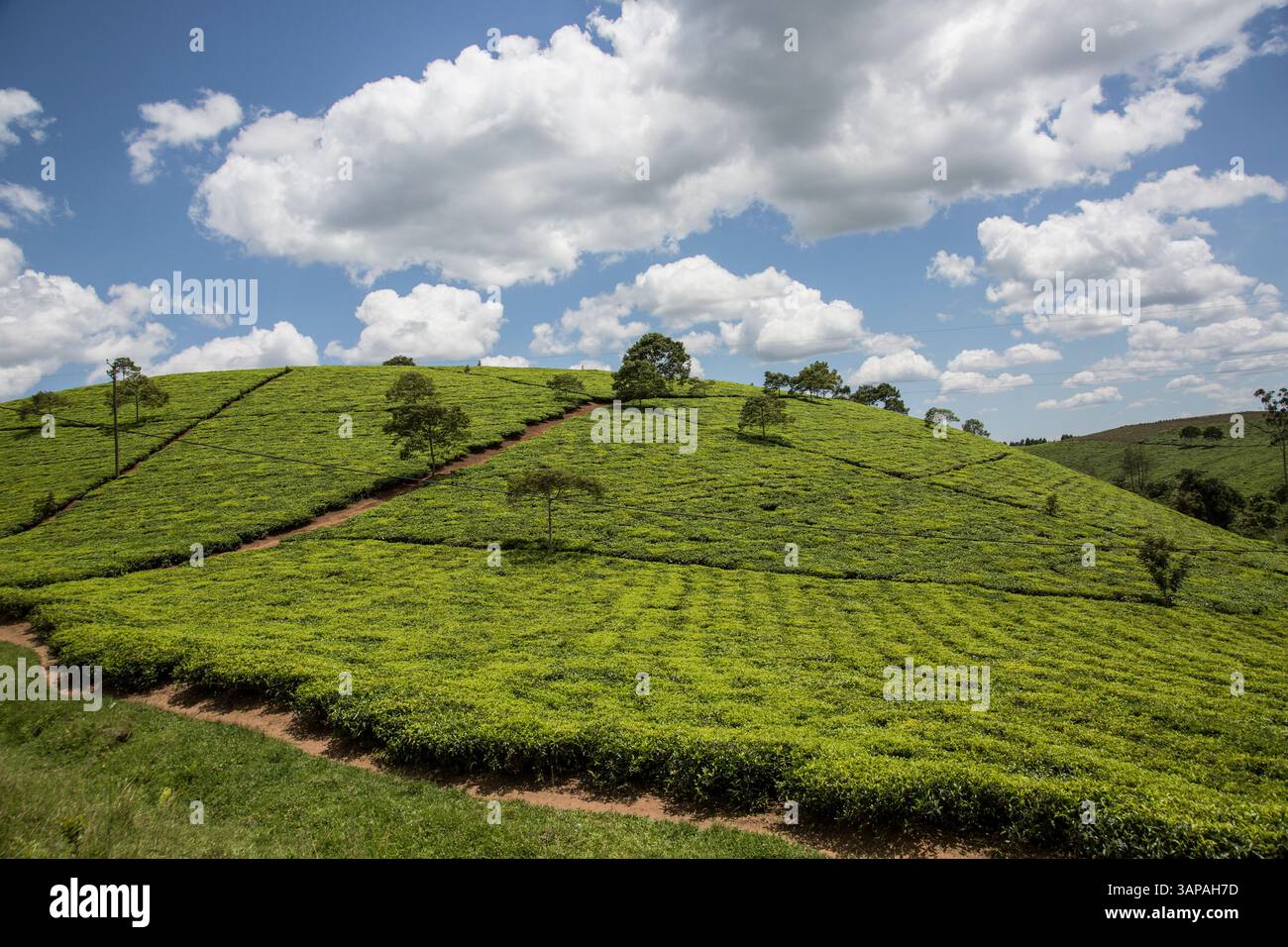 Tea plantations in Uganda, Africa Stock Photo - Alamy