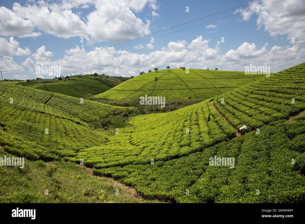 Tea plantations in Uganda, Africa Stock Photo - Alamy