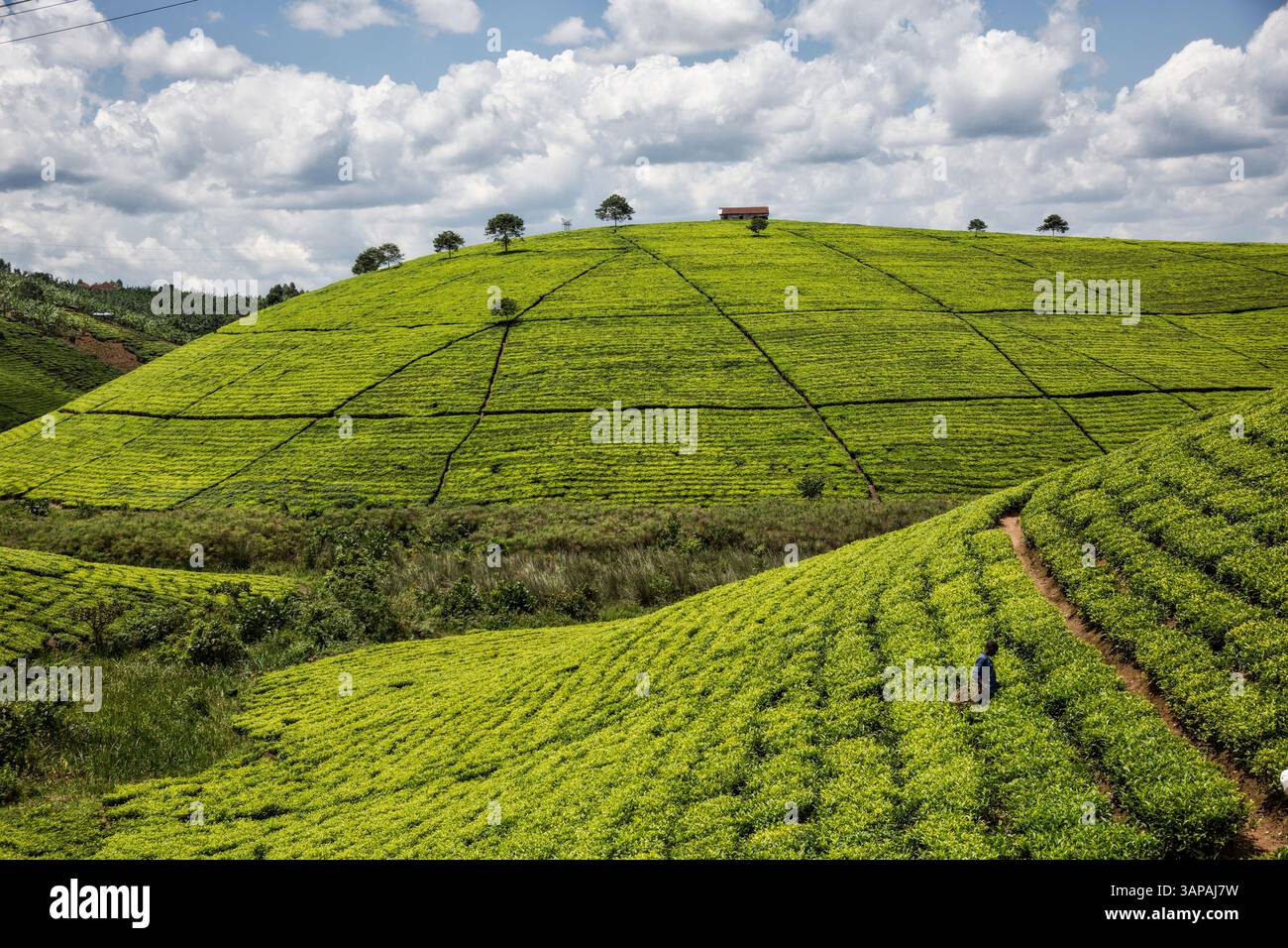Tea plantations in Uganda, Africa Stock Photo - Alamy