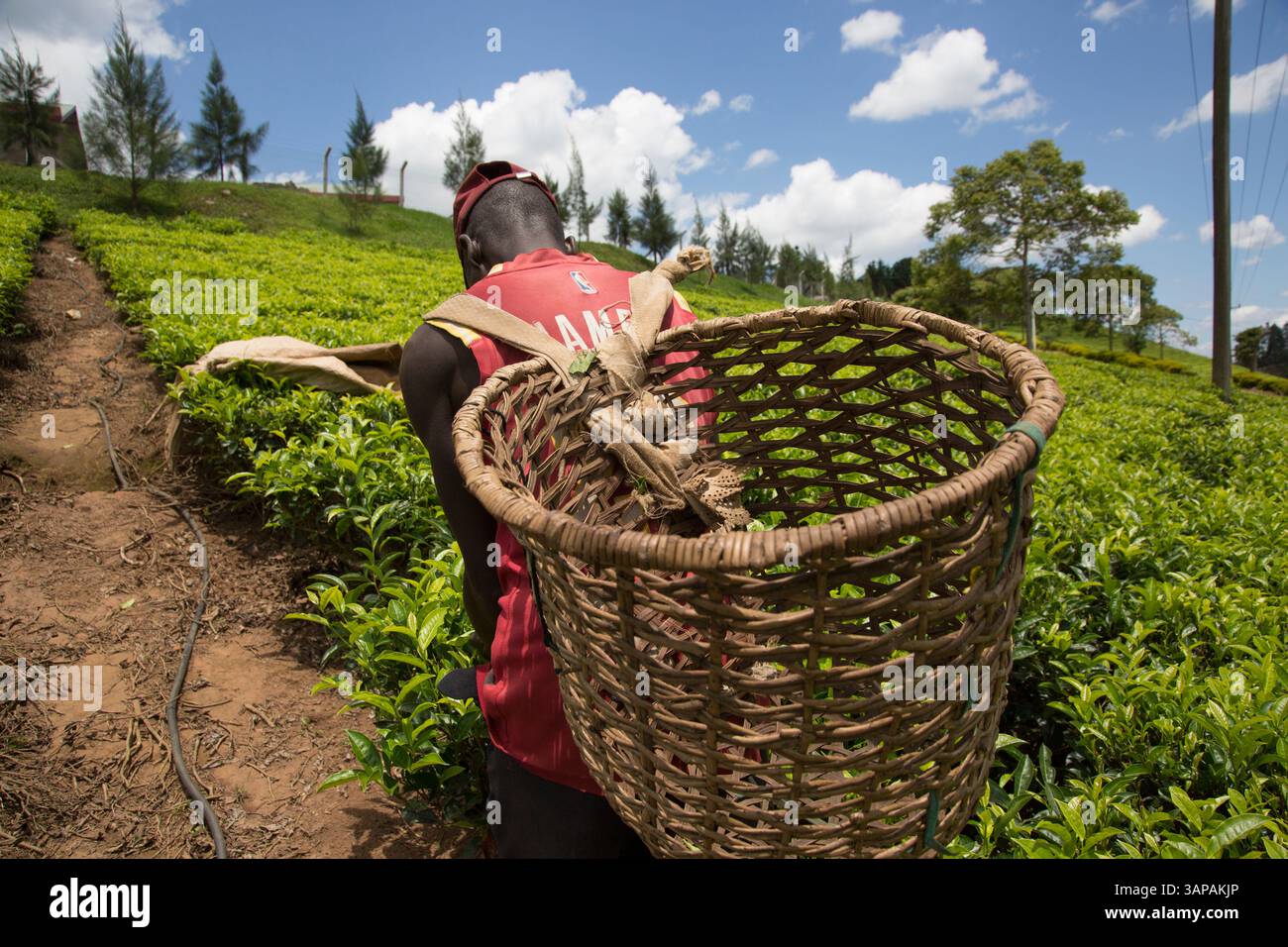 Tea plantations in Uganda, Africa Stock Photo - Alamy