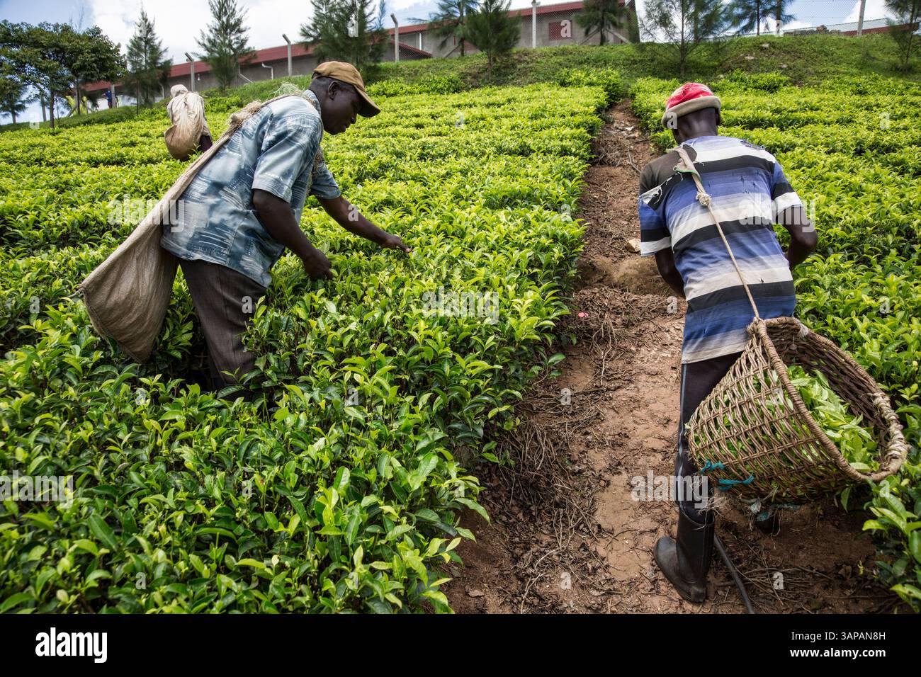 Tea plantations in Uganda, Africa Stock Photo - Alamy