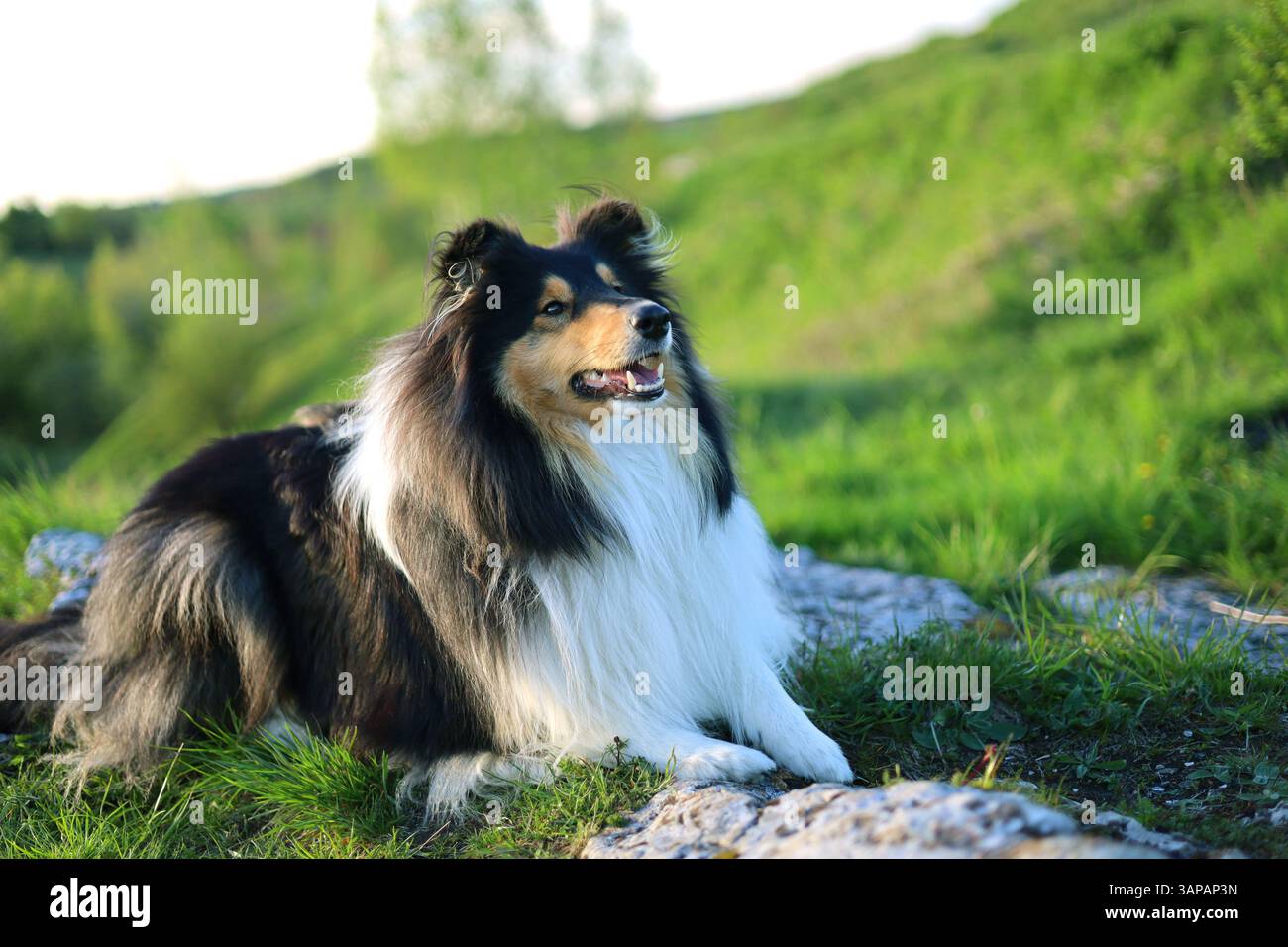 Cute, beautiful and majestic rough collie dog posing on the rocky ...