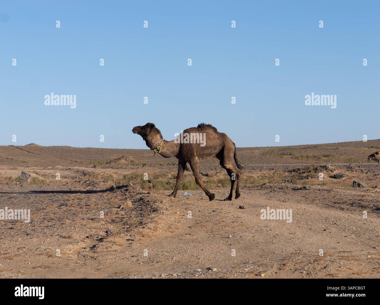 Authentic moroccan path hi-res stock photography and images - Alamy