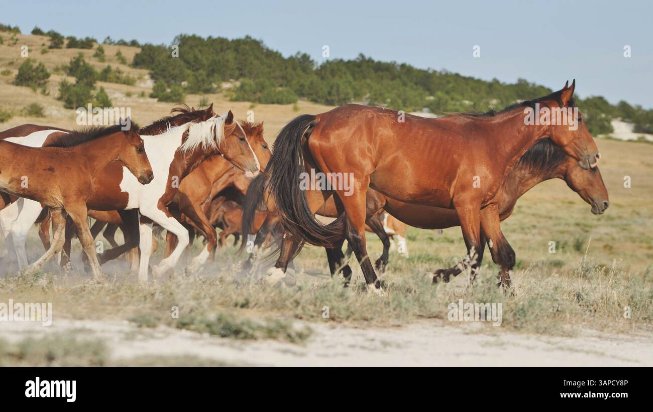 Herd of horses running in the Crimean steppe near Belogorsk Stock Photo ...