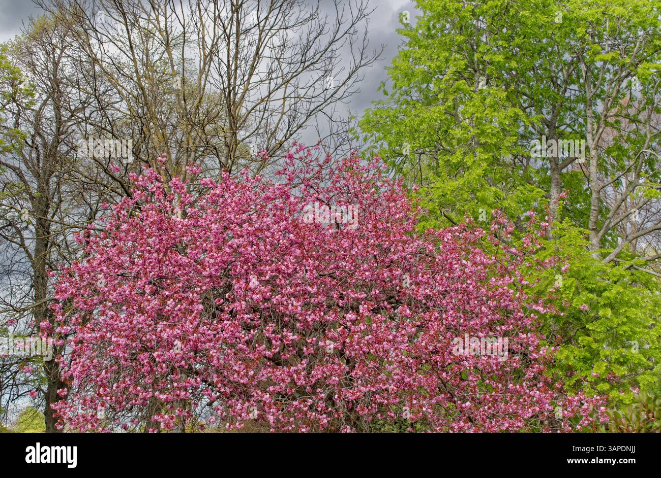 Cherry Tree Prunus serrulata the pink blossom in Spring Stock Photo