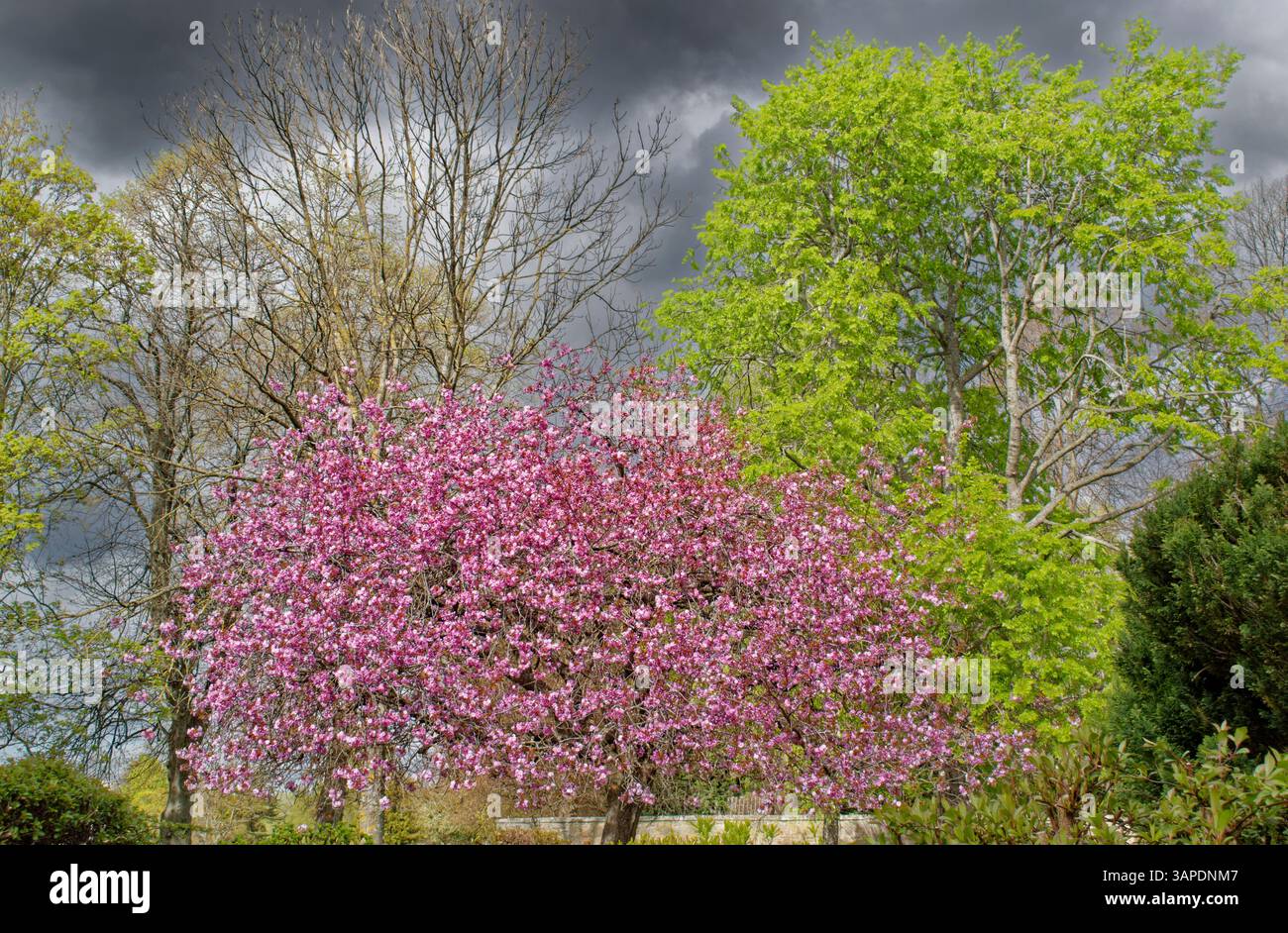 Cherry Tree Prunus serrulata the pink blossom in Springtime Stock Photo
