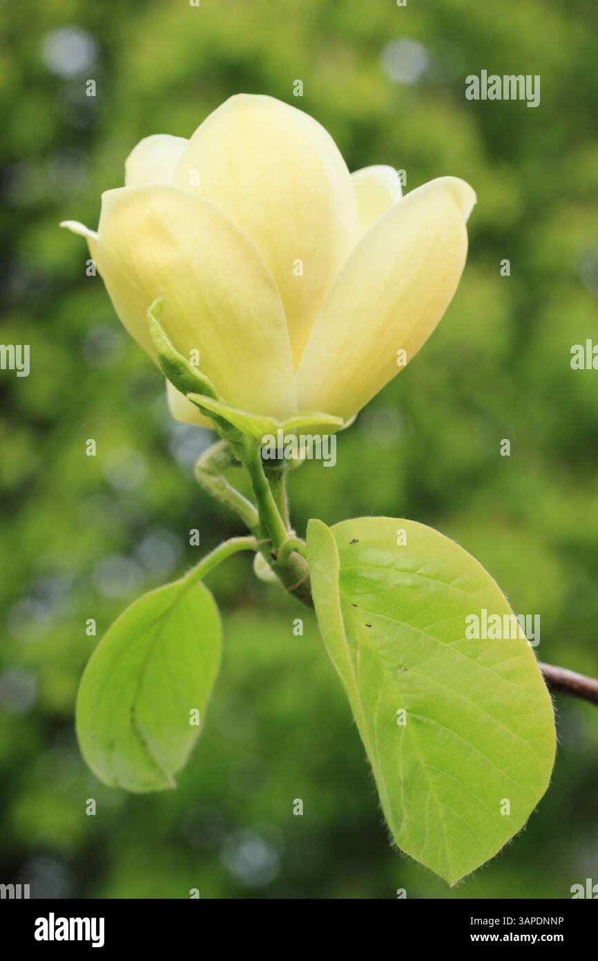 Yellow magnolia hi-res stock photography and images - Alamy