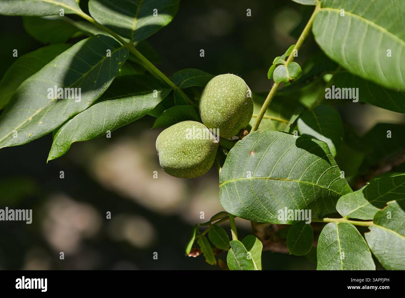 Walnuts growing on a tree Stock Photo