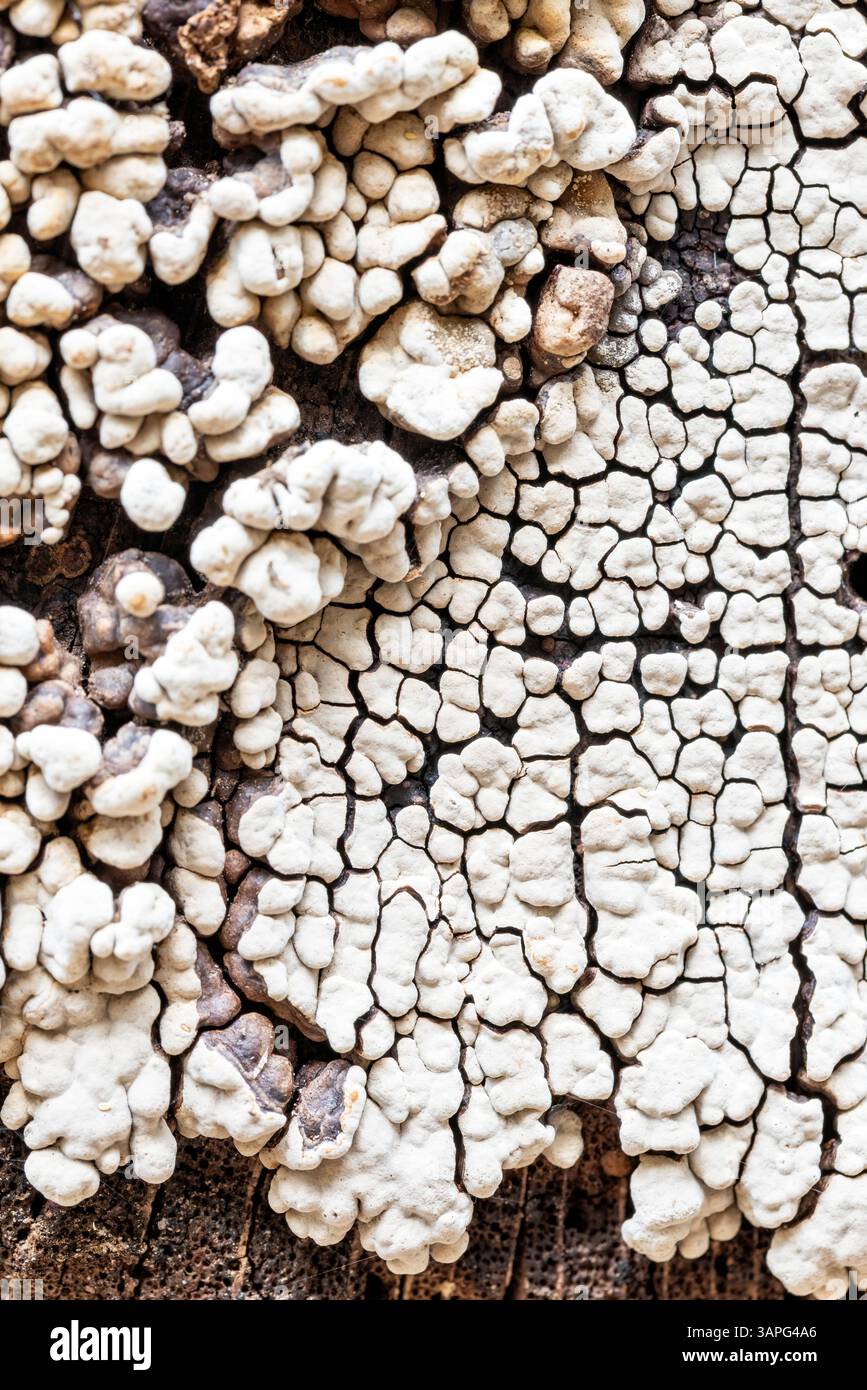 Abstact patterns of Xylobolus frustulatus, commonly known as the ceramic fungus or ceramic parchment - Pisgah National Forest, near Brevard, North Car Stock Photo