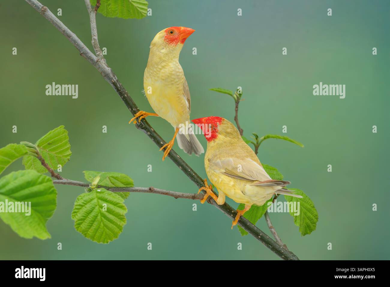 Starfinch hi-res stock photography and images - Alamy