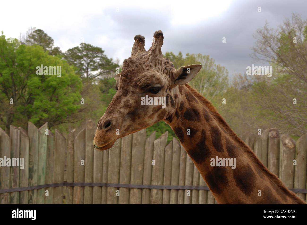 Giraffe enclosures was hi-res stock photography and images - Alamy