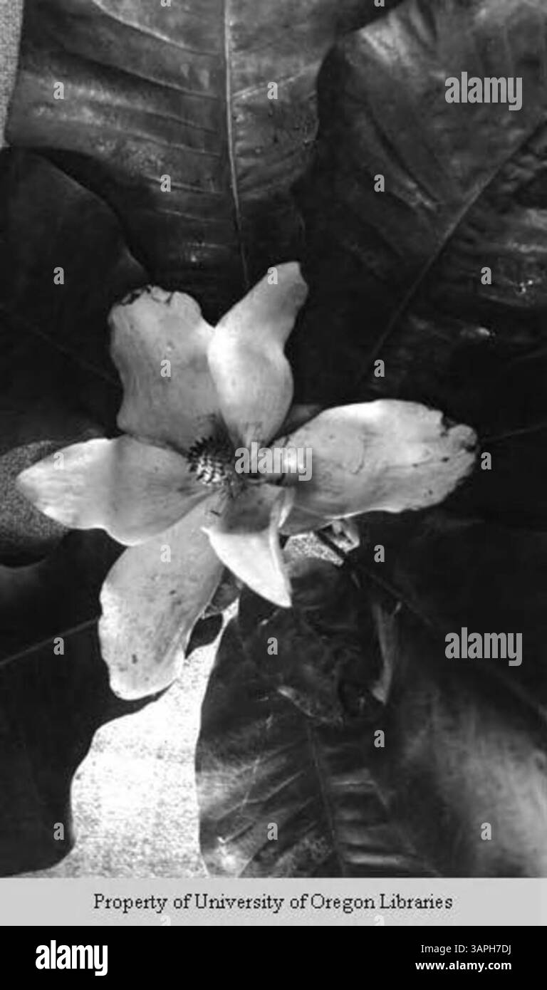 Photograph of a cucumber tree at Berea, J.C.C.F.S, captured by ...