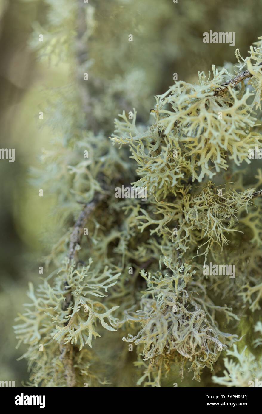 Biota of Gran Canaria - oakmoss, Evernia prunastri, on small tree ...
