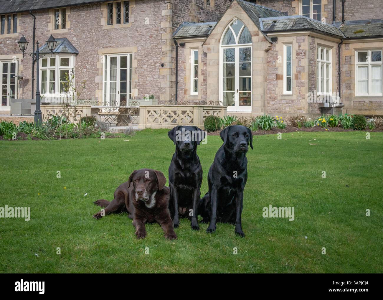 Labrador dog posing outside country house hi-res stock photography and ...