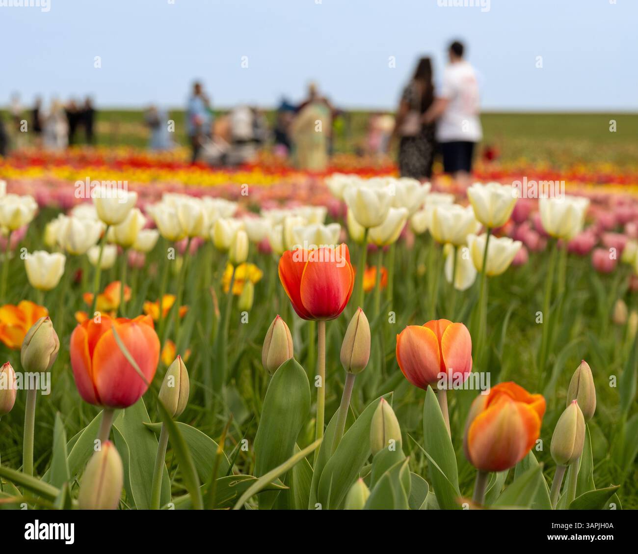 Colourful tulips in a field at a Farmer Copley's Tulip Festival with blurred visitor in the distance. Pontefract, West Yorkshire, UK Stock Photo