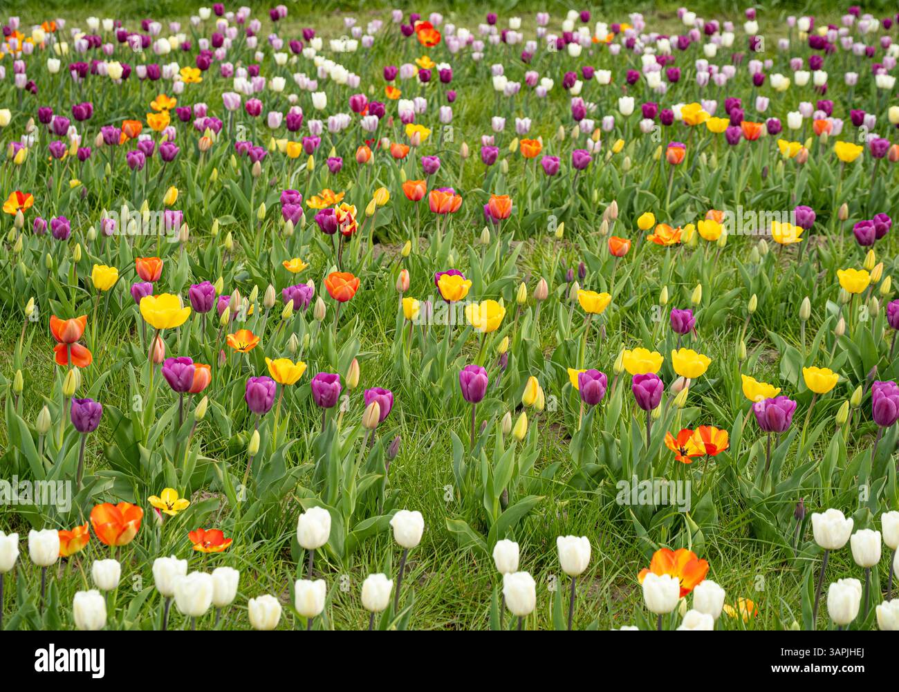 Rows upon rows of brightly coloured tulips blooming in a field during spring. UK Stock Photo