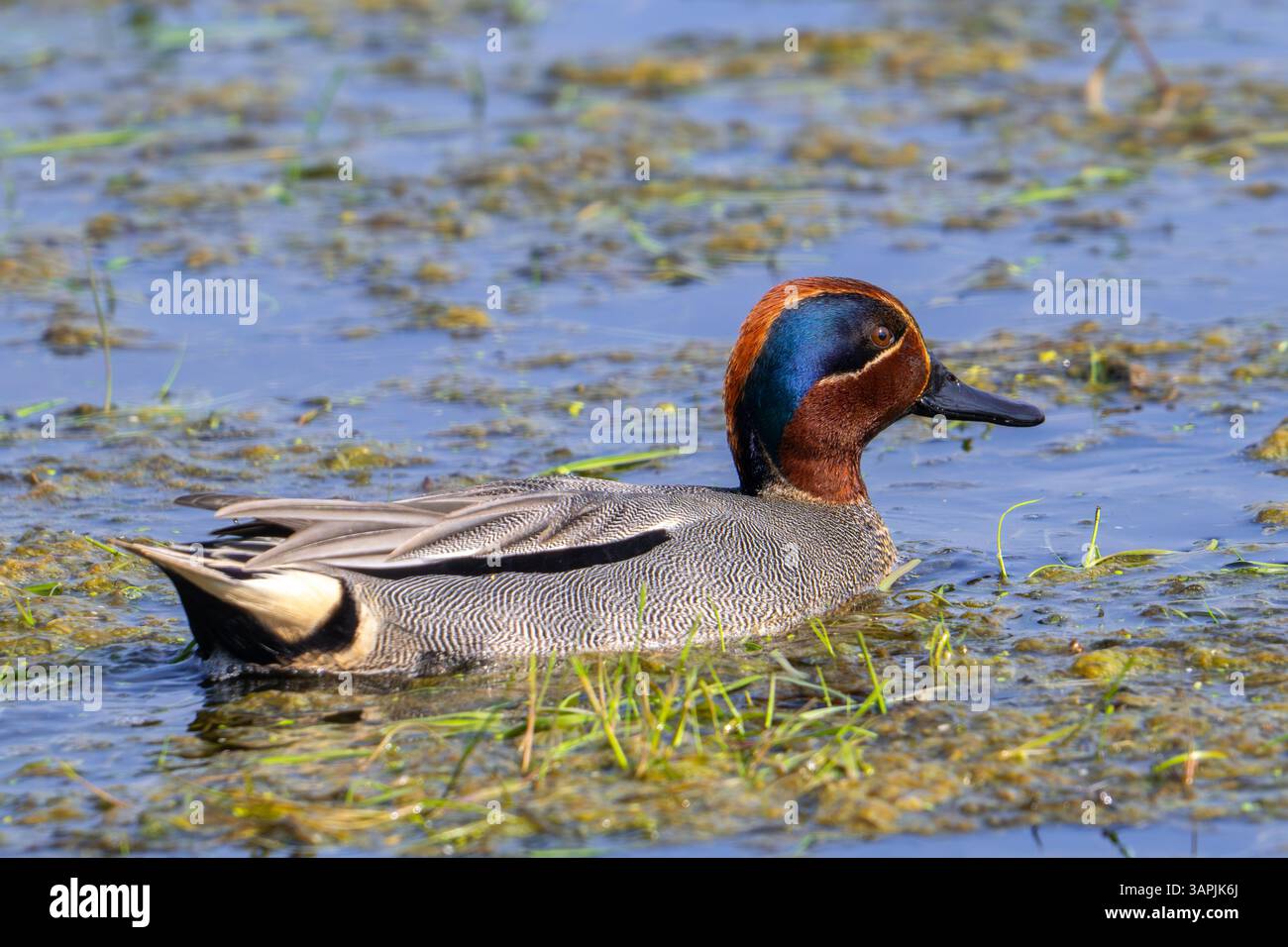 Eurasian teal / common teal / Eurasian green-winged teal (Anas crecca) adult male swimming in lake / pond in spring Stock Photo