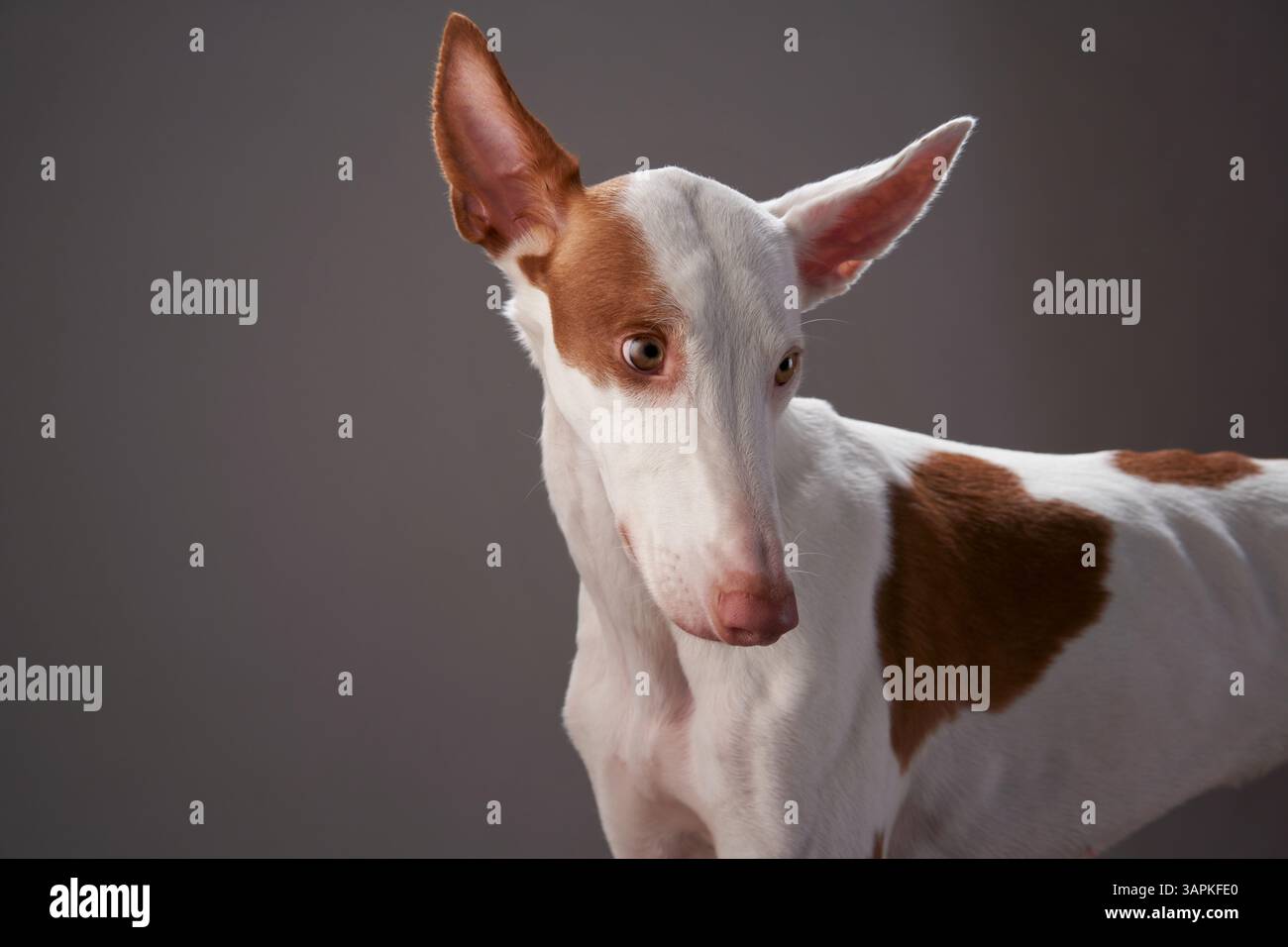 An Ibizan Hound looks up attentively, its white and brown coat standing out against a soft-lit dark background. Its large ears and focused eyes add Stock Photo