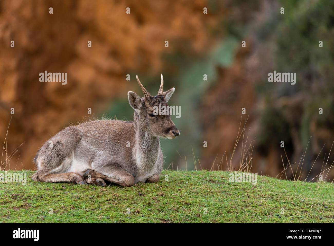 Erotik chandiqli appenditsit fotosurati