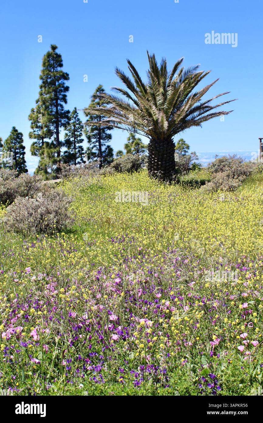 Wildflower photography art hi-res stock photography and images - Alamy
