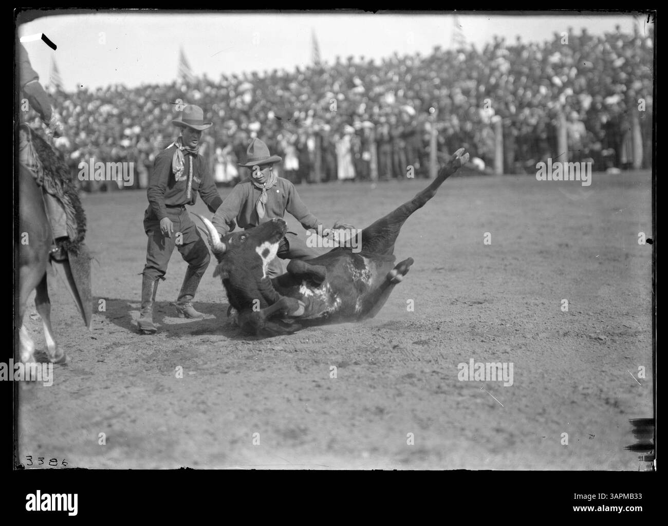 Bulldogging Wreck This photograph captures Art Acord, a famous cowboy actor, bulldogging ...