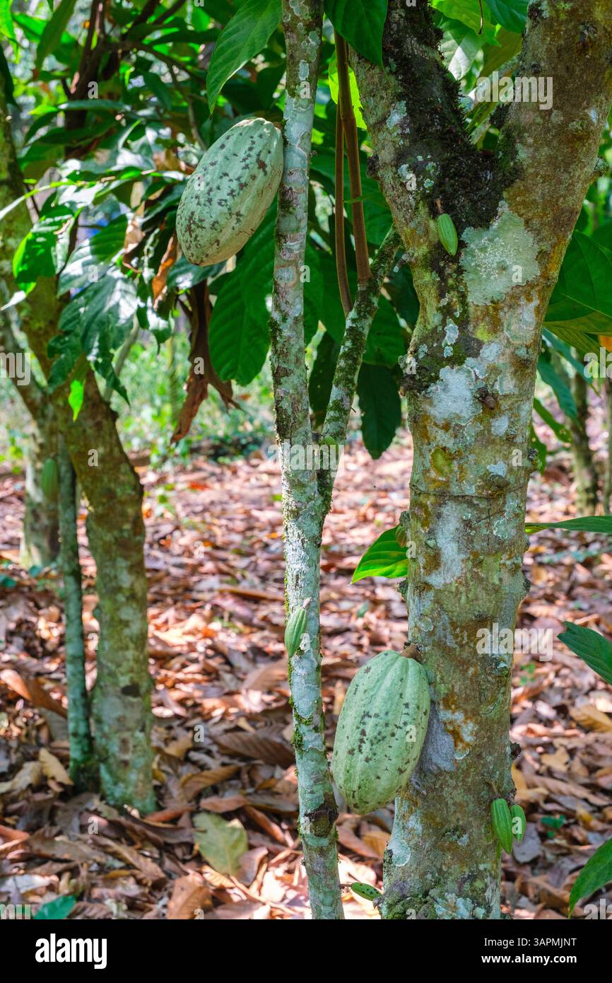 Ghana, near Kumasi. Cacao Pods Growing on Tree. Stock Photo