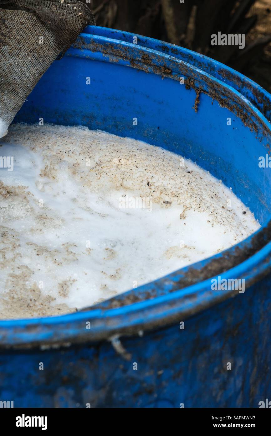 Ghana, Palm Wine Fermenting. Stock Photo